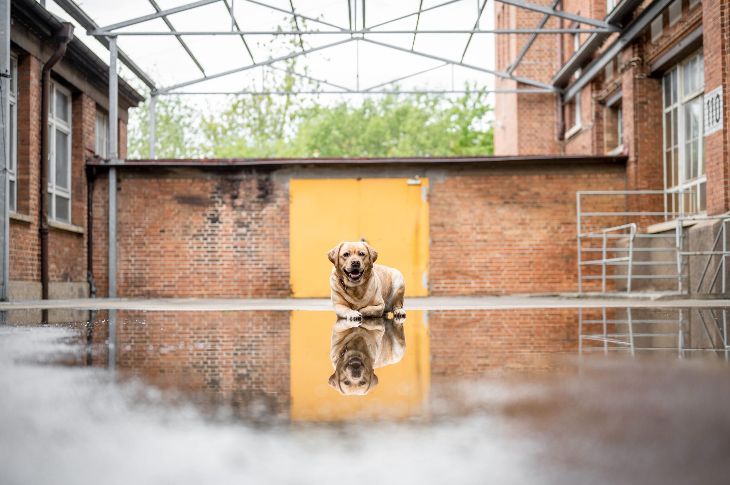 Hund in natürlichem Licht