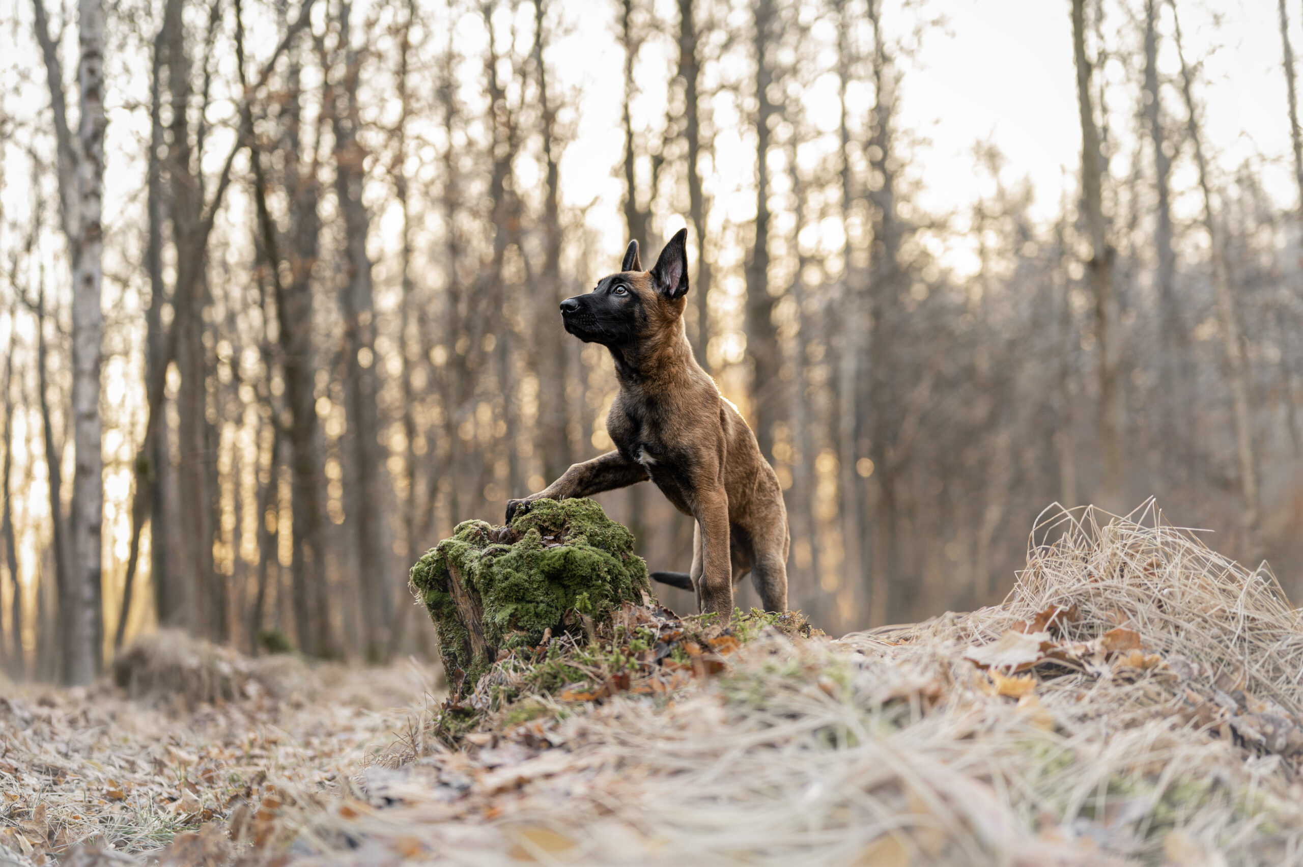 Hund in natürlicher Umgebung