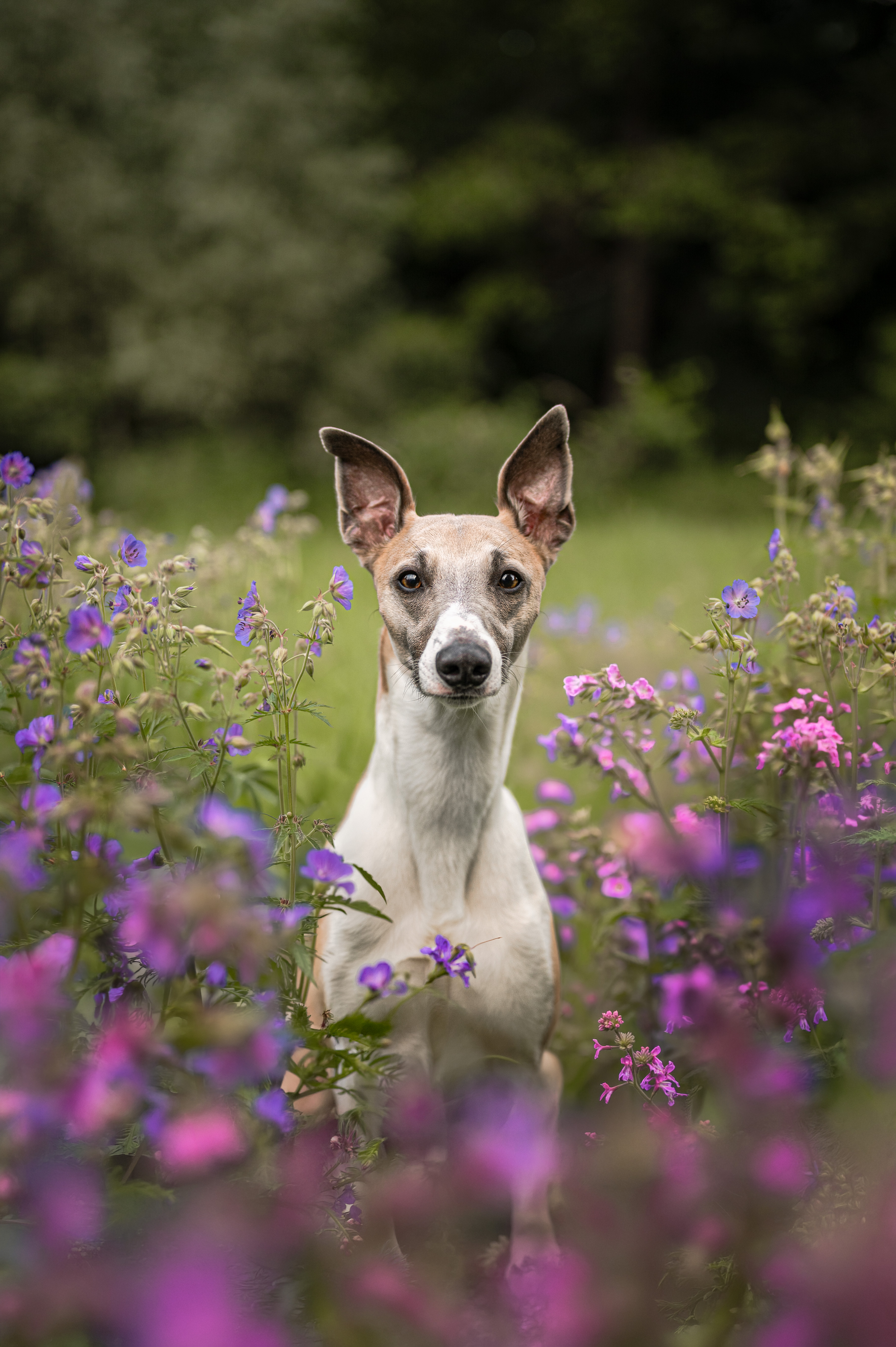 Whippet steht in einem Feld mit lila Wildblumen – emotionale Hundefotografie in Reutlingen von Bambifotografie