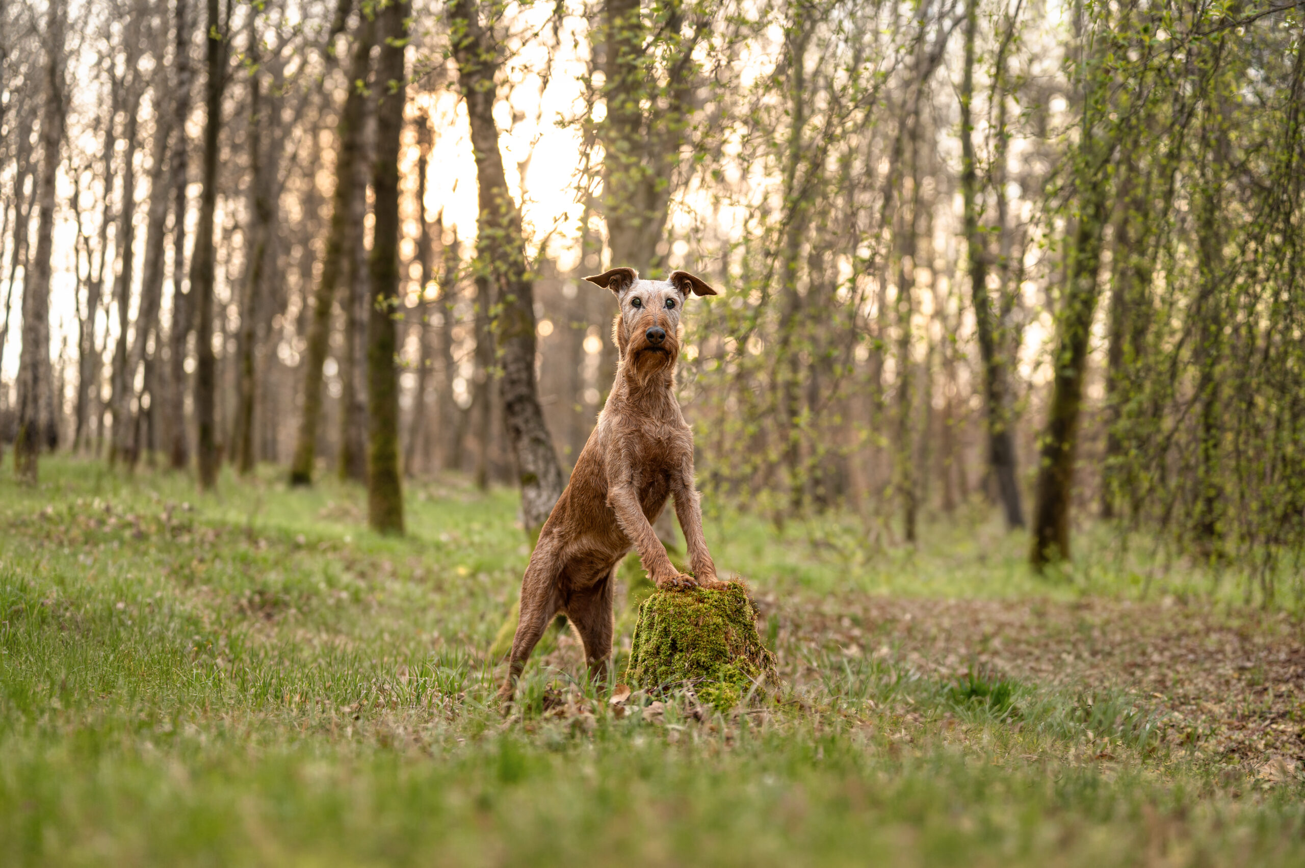 Hund bei einem ruhigen Moment im Freien