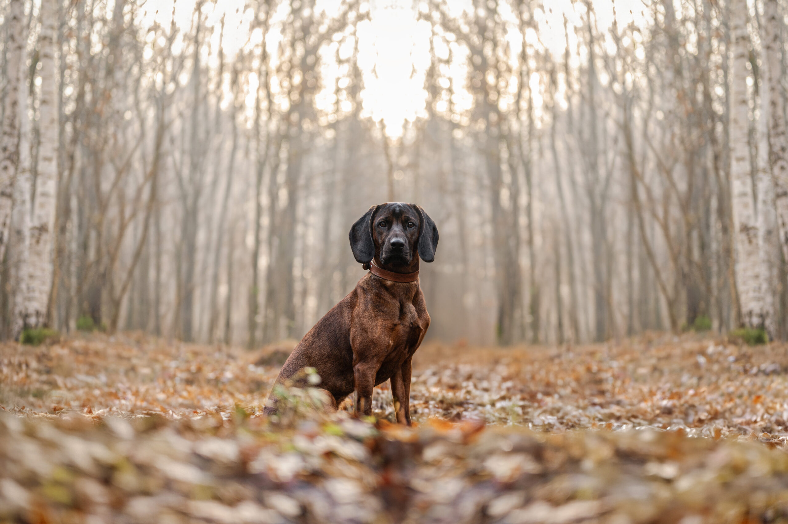 Start 2 Hund bei einem natürlichen Fotoshooting