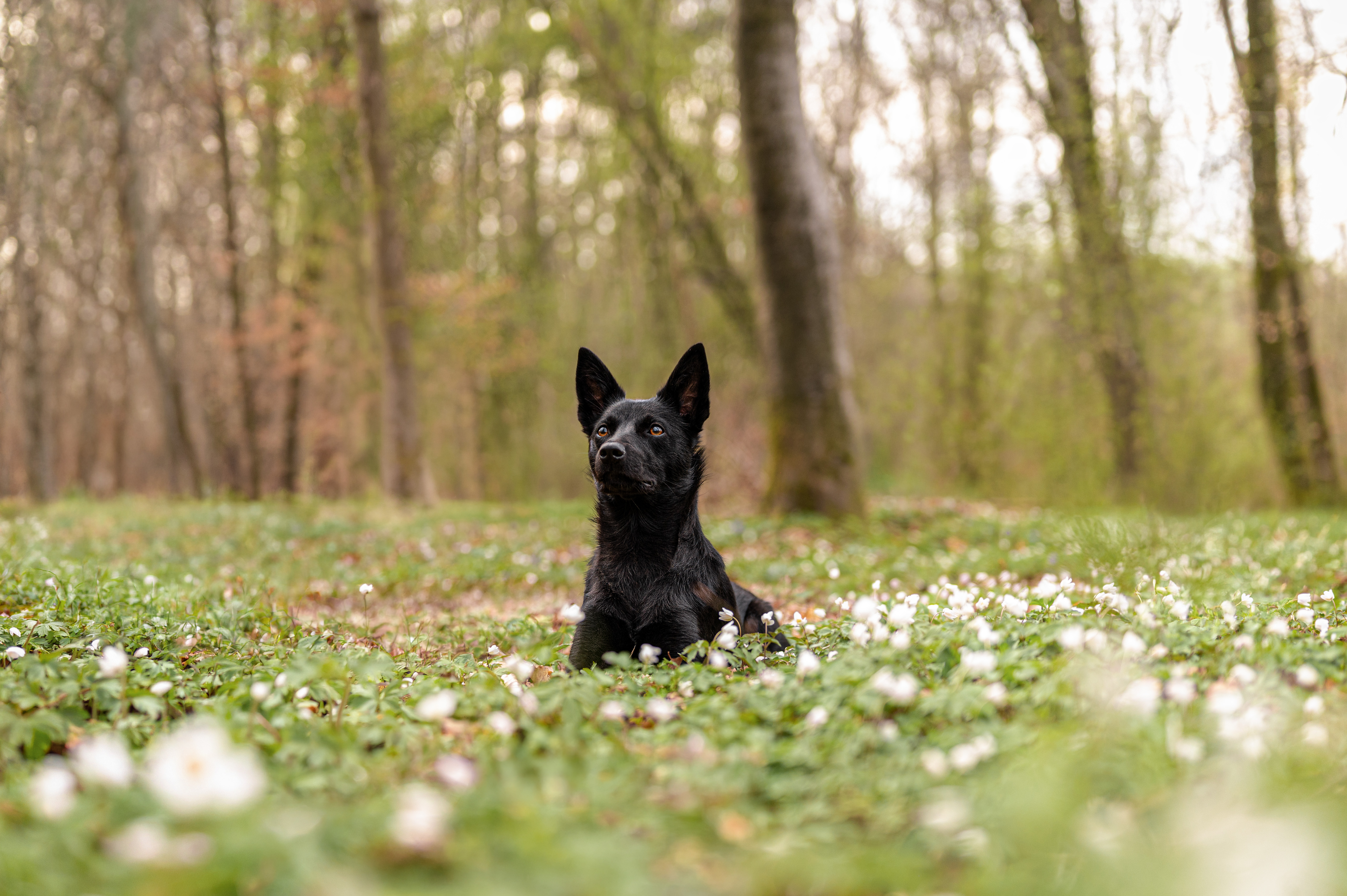 Dunkler Hund sitzt in einer Frühlingswiese mit weißen Blumen – emotionale Hundefotografie Reutlingen, Bambifotografie