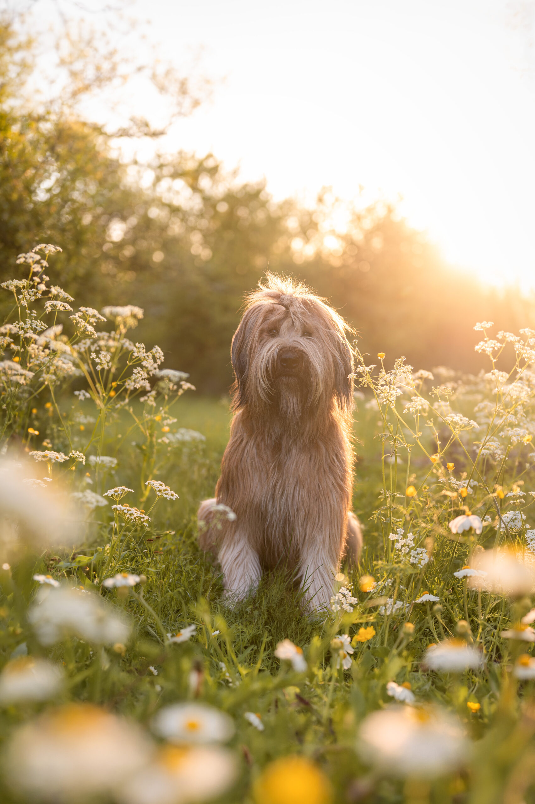 Langhaariger Hund in sommerlicher Wiese mit warmem Gegenlicht – Hundefotografie Baden-Württemberg, Bambifotografie
