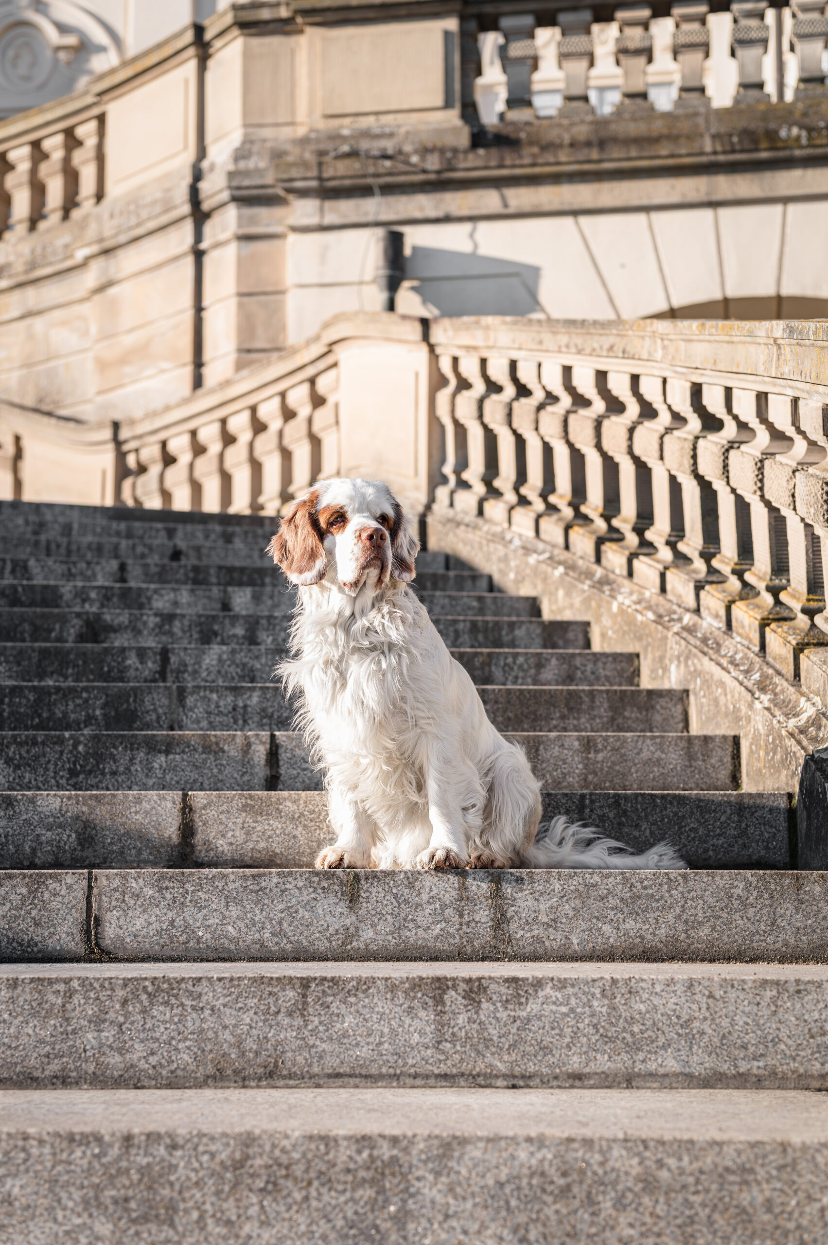 Hund in natürlichem Licht