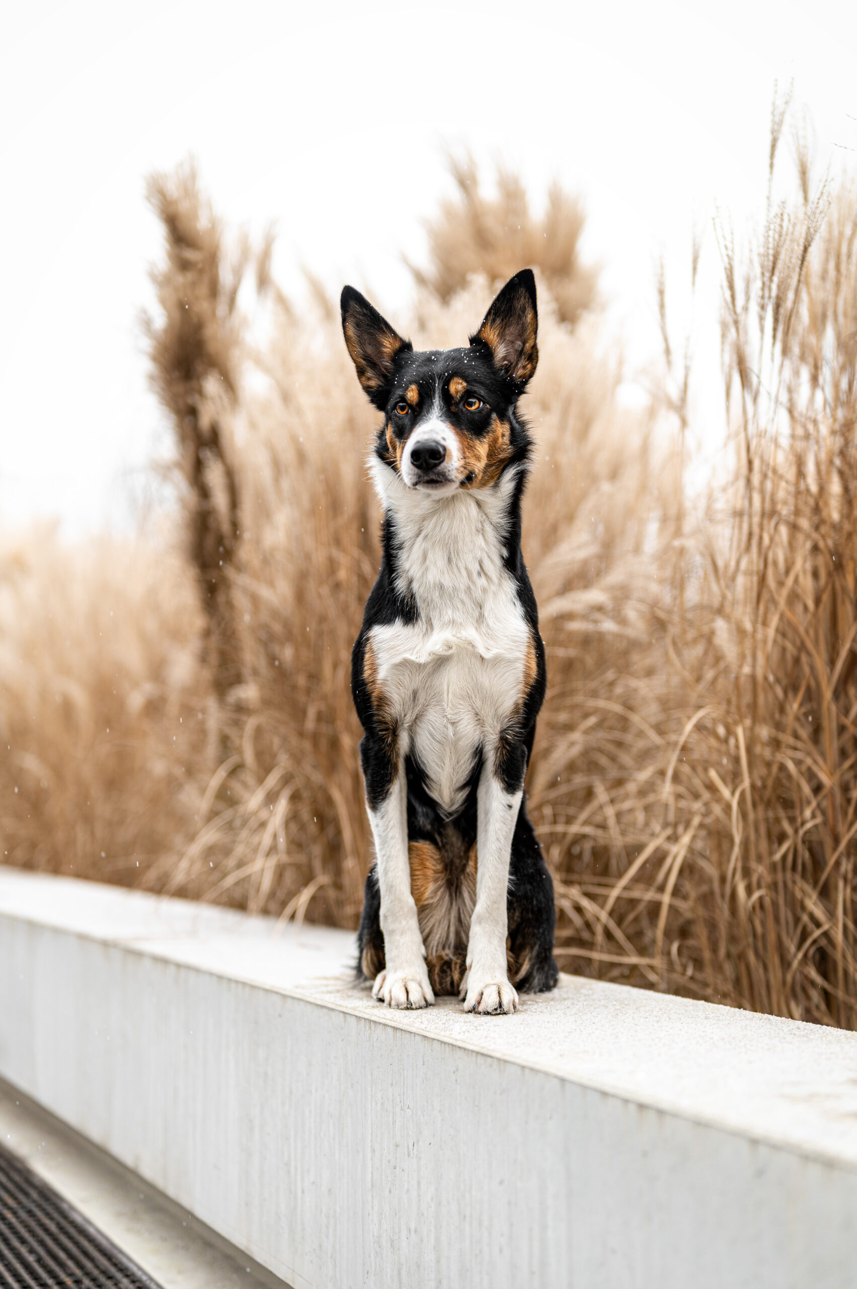 Hund in natürlicher Umgebung