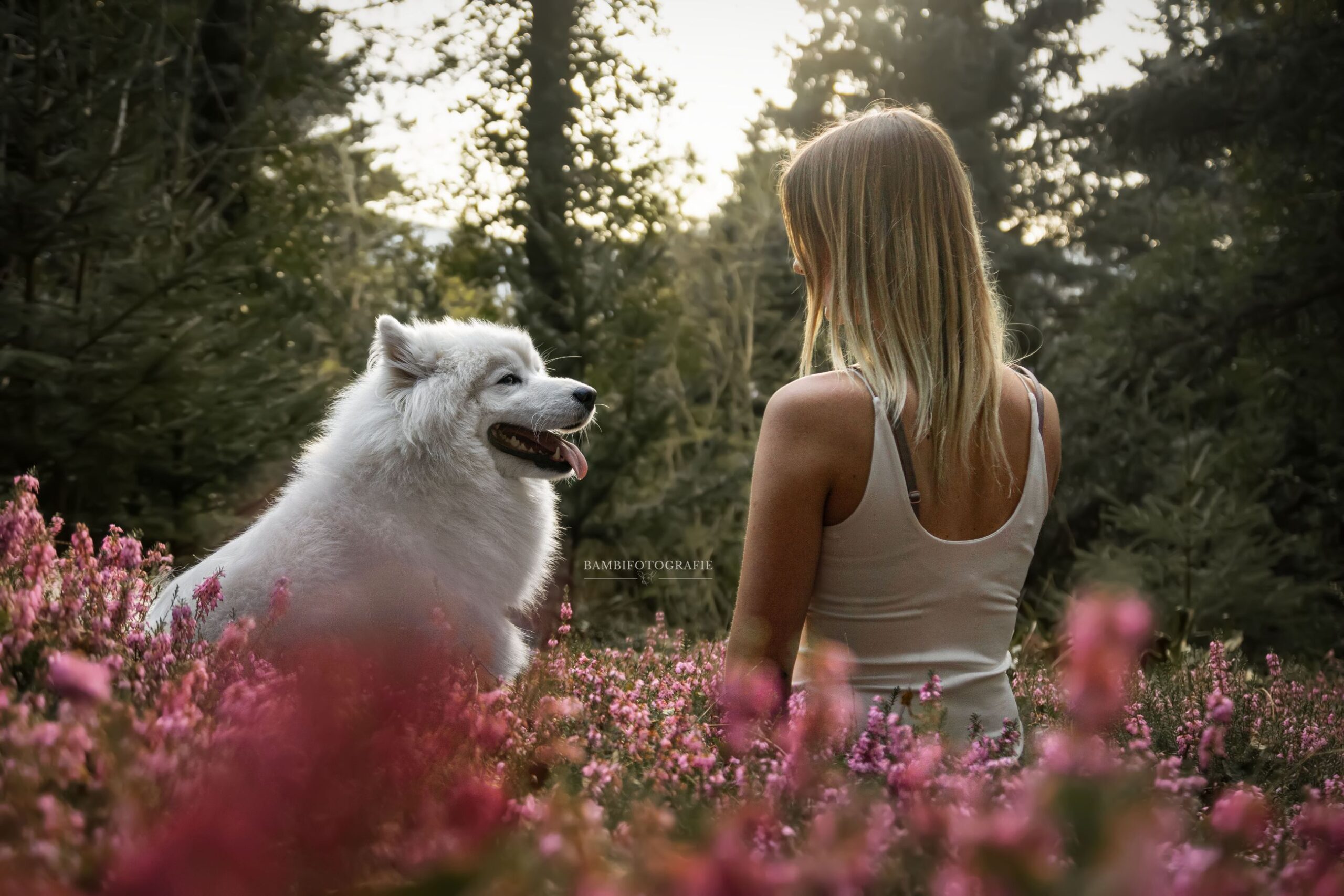 Start 4 Hund in warmem natürlichem Licht